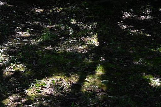 木漏れ日 木漏れ日の写真