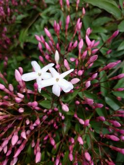 ジャスミンのアップ ジャスミンのアップ ジャスミン,花,初夏の写真素材
