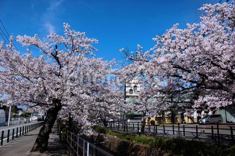 石和温泉街の桜並木 石和温泉,観光,桜の写真素材