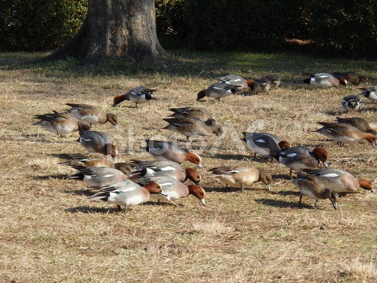 餌をついばむ鴨の群れ かも,カモ,公園の写真素材