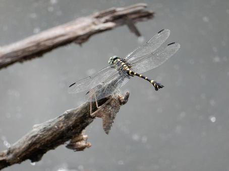 【昆虫写真】ウチワヤンマ(団扇蜻蜒) 【昆虫写真】ウチワヤンマ(団扇蜻蜒)の写真
