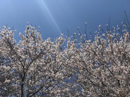 桜 桜の写真