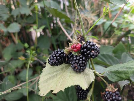 ブラックベリー ブラックベリー ブラックベリー,植物,果物の写真素材