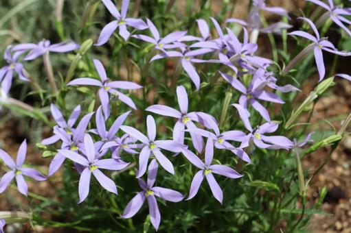 植物 イソトマの花 植物 イソトマの花の写真