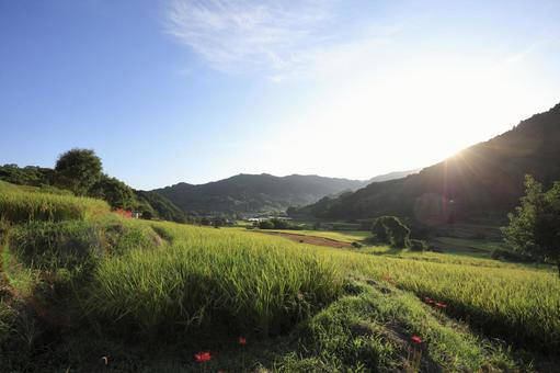 明日香-飛鳥-棚田-朝-秋 棚田,飛鳥,明日香の写真素材