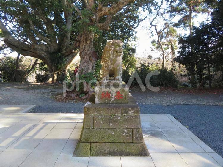 勝浦市遠見岬神社狛犬 狛犬,遠見岬神社,神社の写真素材