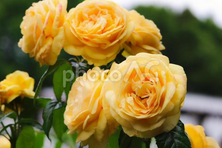 黄色い薔薇１ 薔薇,黄色の薔薇,気品の写真素材