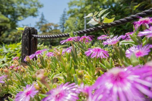花写真マツバギク 花写真マツバギクの写真