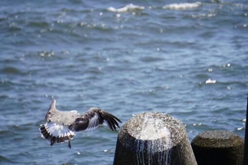 海に羽ばたく 海鳥,トリ,鳥の写真素材