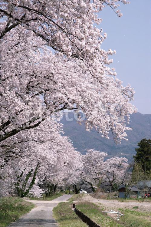 春の訪れ_桜並木と里山 春,桜,さくらの写真素材