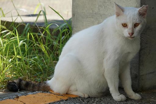 日陰で休憩中の白い猫 日陰で休憩中の白い猫 生き物,動物,のらねこの写真素材
