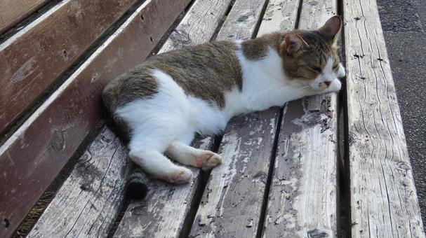 ベンチの上で夕涼みしているもふもふな猫 猫,キジシロ,寝そべるの写真素材