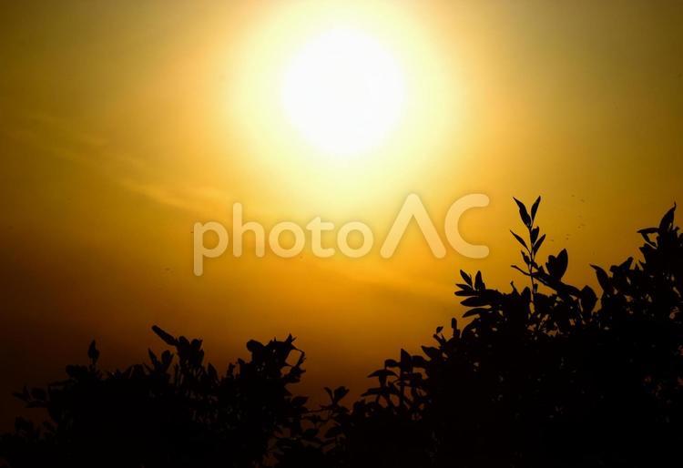 草木のシルエット 夕方,夕空,夕陽の写真素材