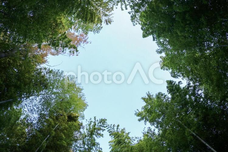 修善寺の竹林の小径静岡県伊豆市観光旅行 修善寺,竹林,名所の写真素材