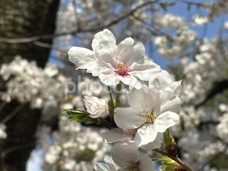 桜の花（ソメイヨシノ） 桜,さくら,サクラの写真素材