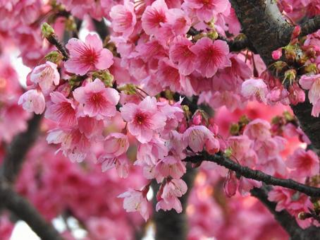 沖縄の桜 寒緋桜 カンヒザクラ 2 沖縄の桜 寒緋桜 カンヒザクラ 2 寒緋桜,沖縄,沖縄の桜の写真素材
