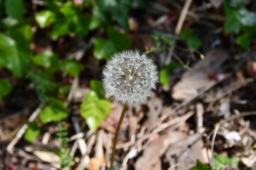たんぽぽの綿毛 たんぽぽ,綿毛,丸いの写真素材