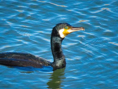 川で泳ぐカワウ カワウ,野鳥,動物の写真素材
