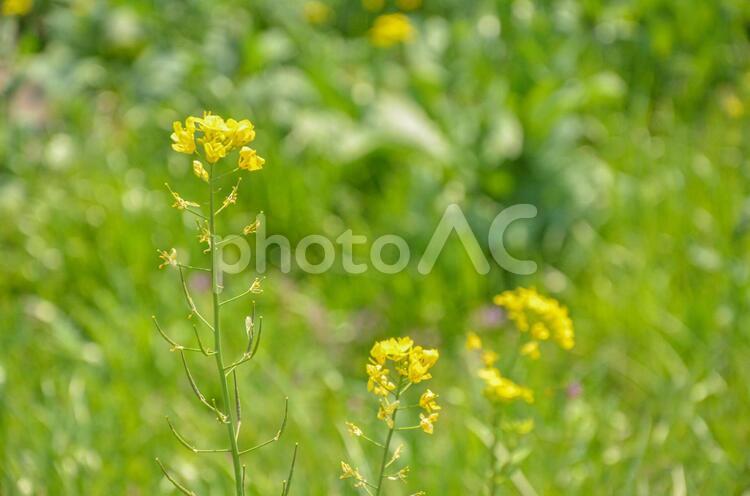 菜の花　黄色の花　野の花 花,黄色の花,春の花の写真素材