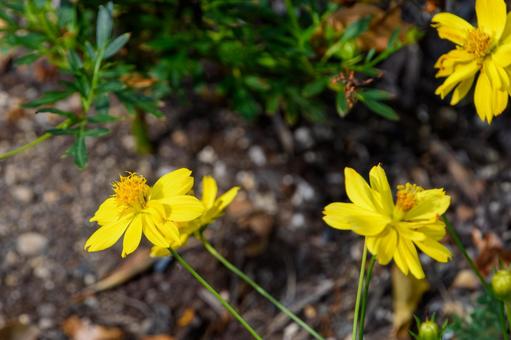 Bright yellow cosmos, JPG