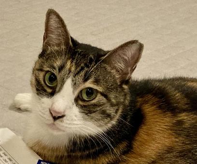 かわいい眼差しりんちゃん かわいい眼差しりんちゃんの写真