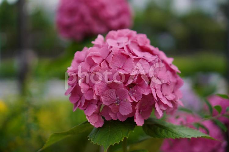 紫陽花 紫陽花,あじさい,6月の写真素材