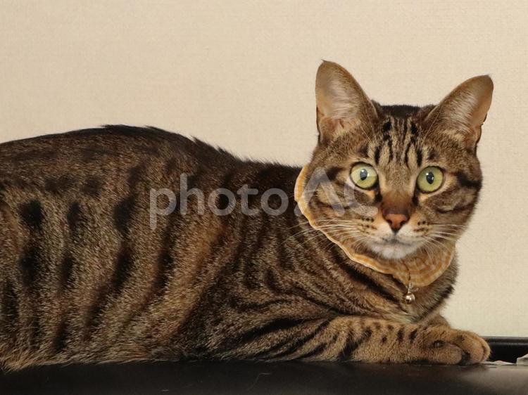 寝そべってこちらを見るネコ ネコ,ねこ,哺乳類の写真素材