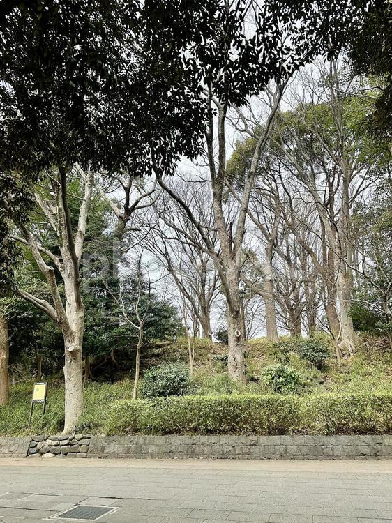 上野恩賜公園　上野公園　冬の公園　冬 上野恩賜公園,上野公園,冬の公園の写真素材