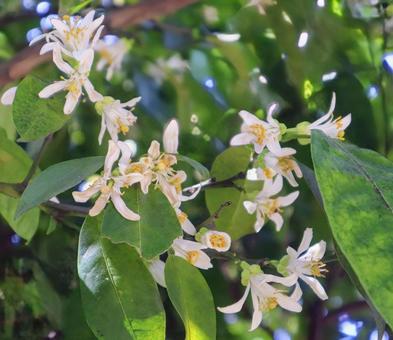 花嫁の髪飾り 花嫁の髪飾りの写真