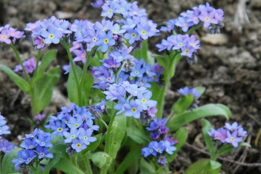 ワスレナグサ・忘れな草　咲く風景の写真