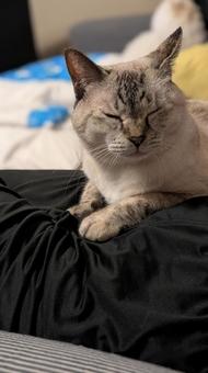 シャム系白サバ猫うとうと シャム系白サバ猫うとうと シャム系白サバ,シャム系,白サバの写真素材