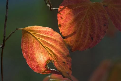 紅葉したハナミズキの葉 花水木,10月,11月の写真素材