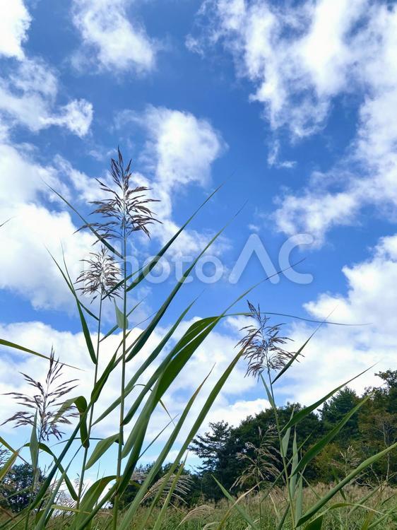 青空と湿原の植物 青空,湿原,植物の写真素材