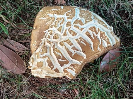 A huge mushroom I saw in the park, JPG A huge mushroom I saw in the park, JPG