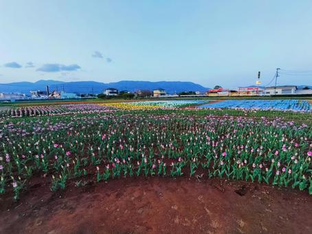 チューリップ畑 チューリップ畑の写真