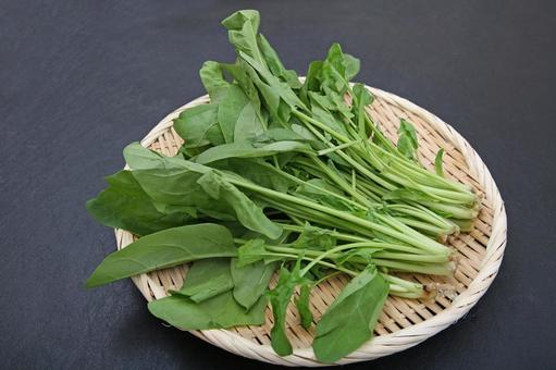 サラダほうれん草 サラダほうれん草,ほうれん草,野菜の写真素材