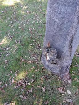 秋　公園の木の写真