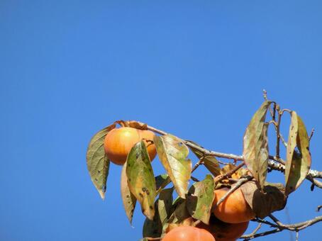 柿の実のクローズアップと青空 柿,かき,実の写真素材