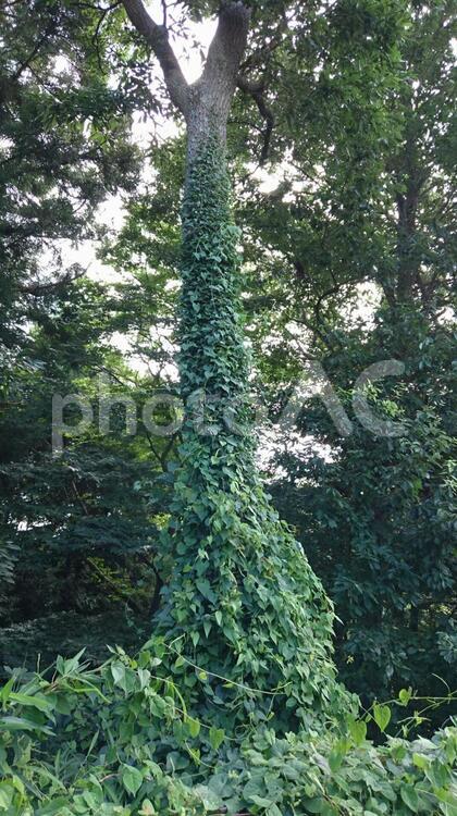 木に巻きつくツタの葉 葉,木,ツタの写真素材