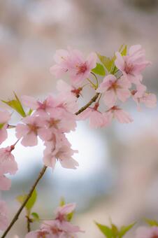 桜 桜の写真