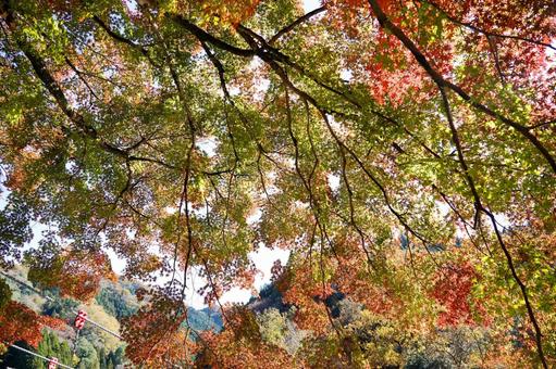 木漏れ日が差し込む紅葉の木々を下から 紅葉,木漏れ日,見上げるの写真素材
