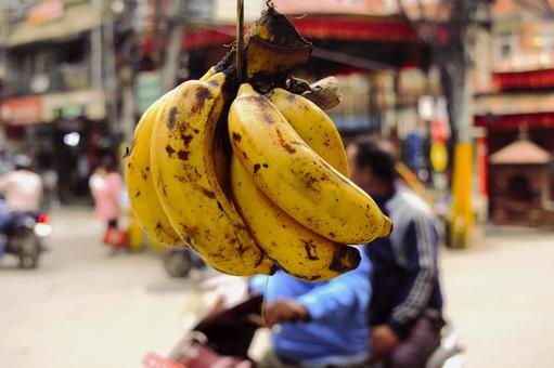 モンキーバナナ　ネパール モンキーバナナ,バナナ,トロピカルの写真素材