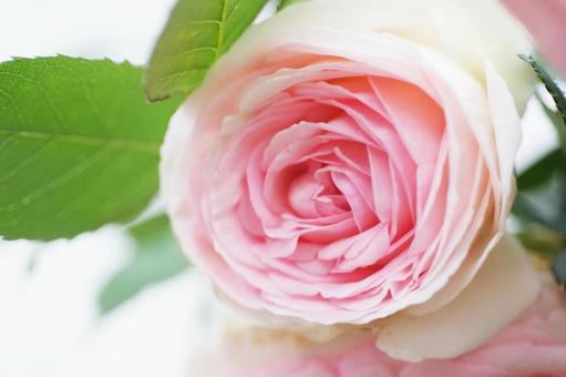 バラ バラの写真