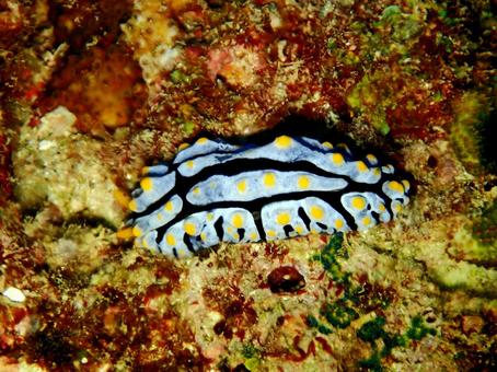 タテヒダイボウミウシ ウミウシ,ダイビング,海の写真素材