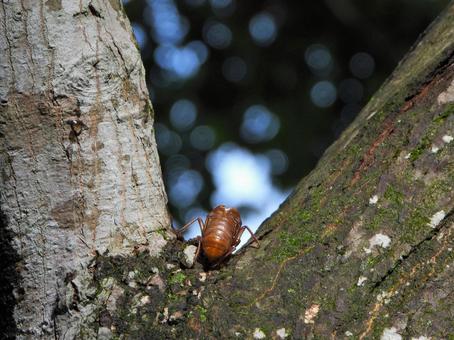 木の幹にあったセミの抜け殻 セミ,抜け殻,西宮市甲山森林公園の写真素材