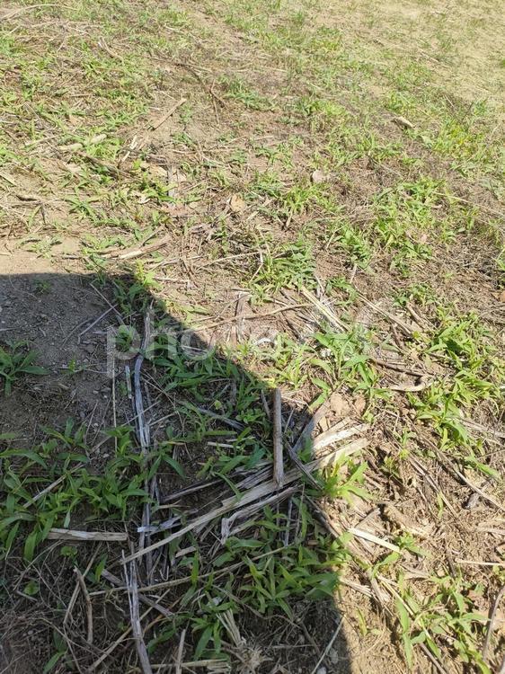 強い日差し　日傘 日傘,影,晴天の写真素材