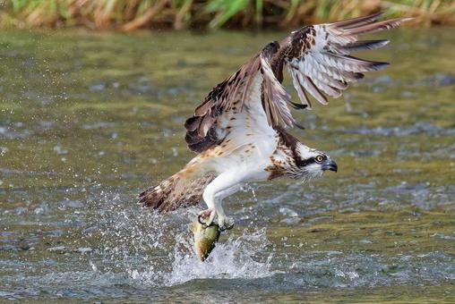 狩りに成功したミサゴ ミサゴ,鶚,ウオタカの写真素材