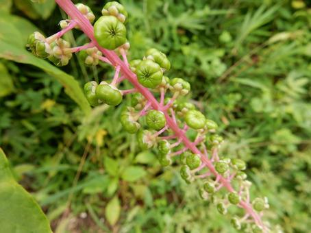 【植物写真】ヨウシュヤマゴボウ 【植物写真】ヨウシュヤマゴボウの写真