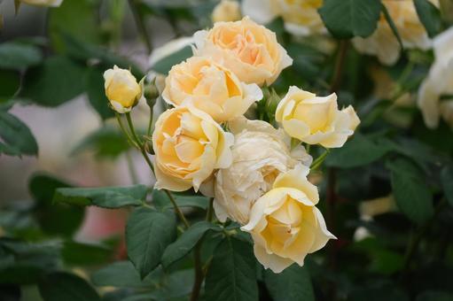 薔薇 薔薇の写真