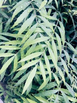 葉っぱと雨の雫の写真